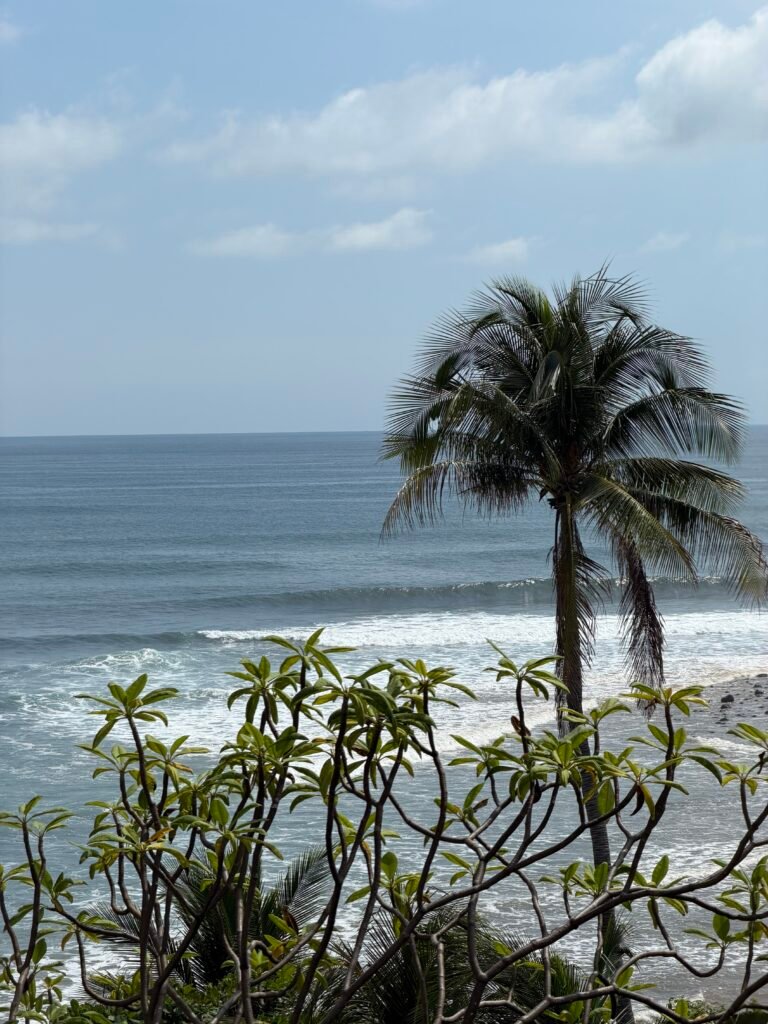 Palm tree and ocean view in El Zonte