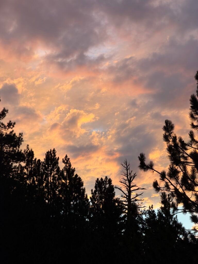 Pink sunset through the pines