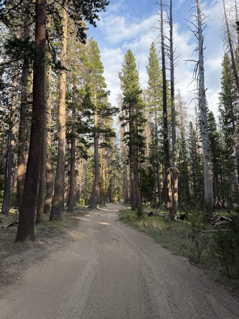 Dirt road through tall pines outside Mammoth