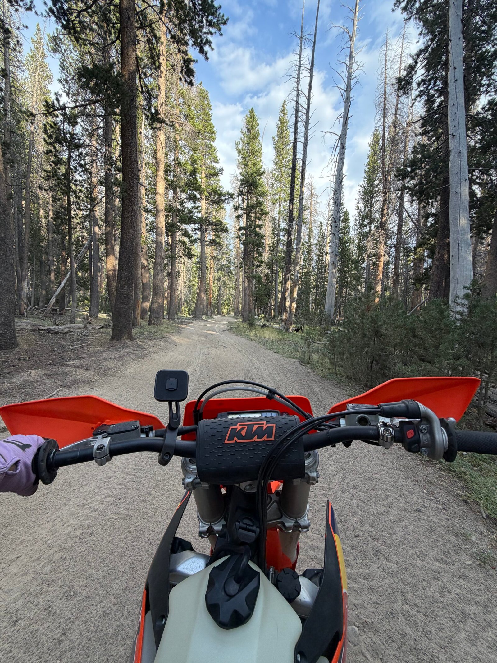Handlebar view on a dirt trail through the pine forest