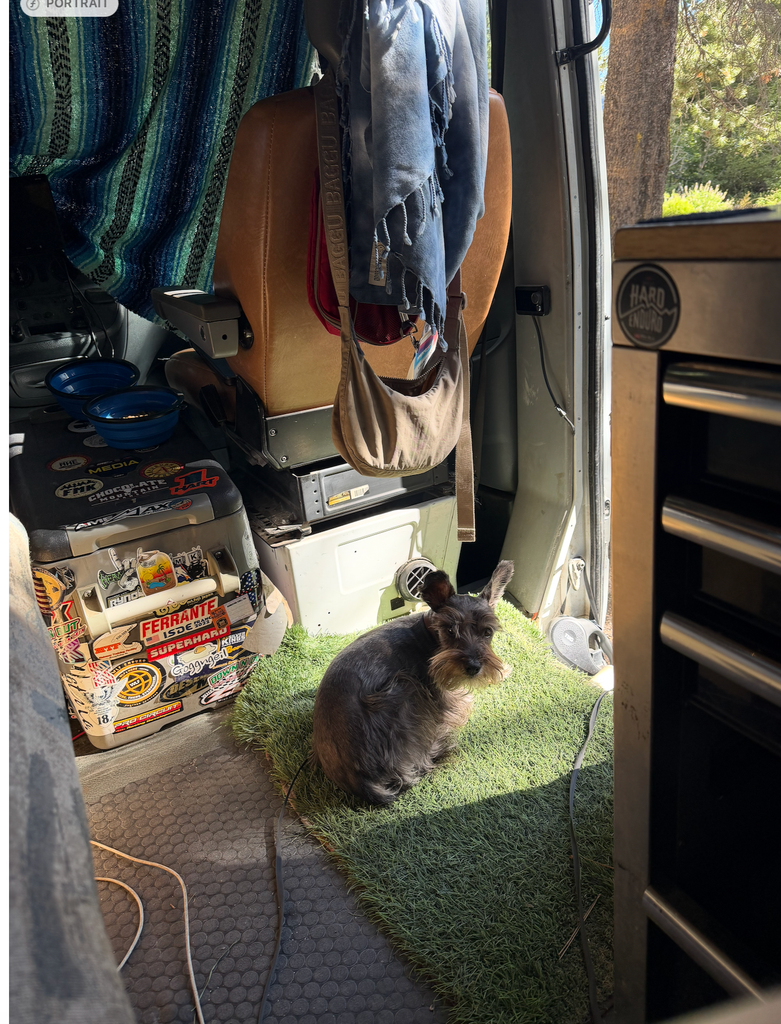 Louie relaxing inside the van
